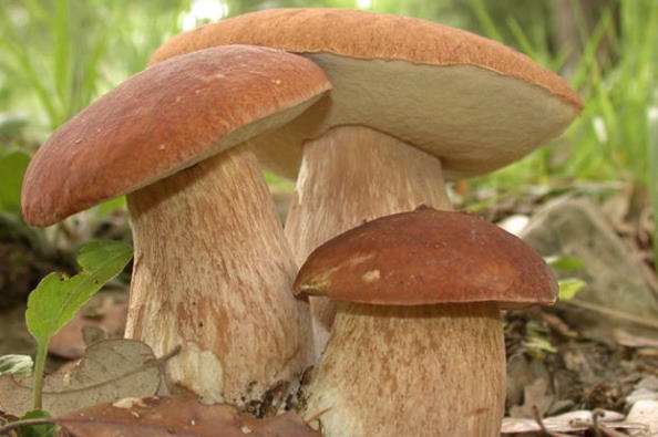 Ящики для грибов